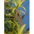 Caridina japonica 2cm