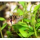 Papilliochromis ramirezi